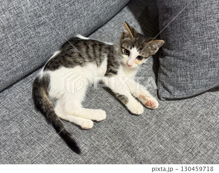 Kitten lying on a gray sofa with cushions indoors at home. Pet, domestic feline, comfort, lifestyle, relaxation and young cat leisure environment. Kitten lying on a gray sofa with cushions indoors at home. Pet, domestic feline, comfort, lifestyle, relaxation and young cat leisure environment. 130459718