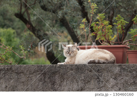 Pedigree cat outside in yard garden in summer, Italy. Nature and animal. Pet and care. 130460160