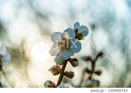 夕陽に照らされる梅の花 130460783