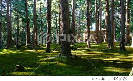 福井県　平泉寺白山神社　苔庭 130461200