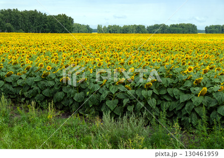 Field with large, ripe sunflowers. Rural landscape, agriculture 130461959