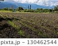 View of the beautiful cultivation fields on the fertile lands of the Valle del Cauca region in Colombia 130462544
