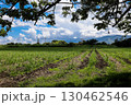 View of the beautiful cultivation fields on the fertile lands of the Valle del Cauca region in Colombia 130462546