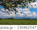View of the beautiful cultivation fields on the fertile lands of the Valle del Cauca region in Colombia 130462547