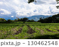 View of the beautiful cultivation fields on the fertile lands of the Valle del Cauca region in Colombia 130462548