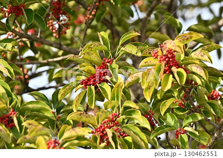 クロガネモチ（Round Leaf Holly） 130462551