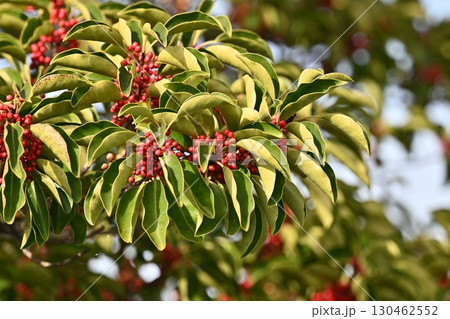 クロガネモチ(Round Leaf Holly) クロガネモチ(Round Leaf Holly) 130462552