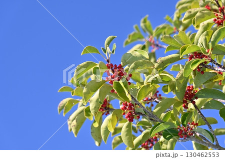 クロガネモチ（Round Leaf Holly） 130462553