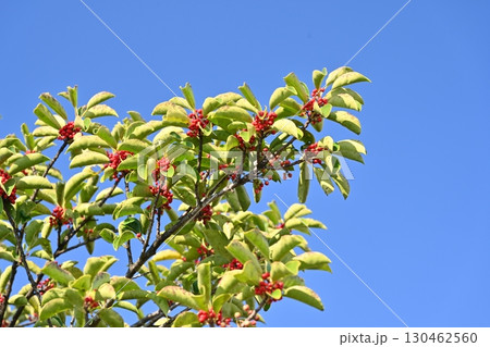クロガネモチ(Round Leaf Holly) クロガネモチ(Round Leaf Holly) 130462560