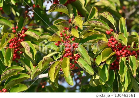 クロガネモチ（Round Leaf Holly） 130462561