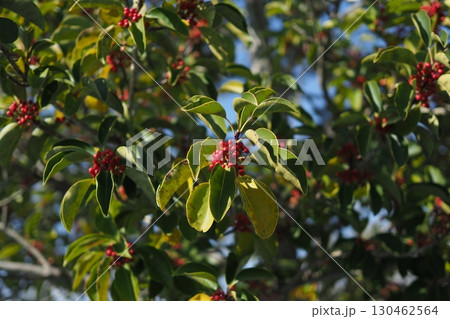 クロガネモチ（Round Leaf Holly） 130462564