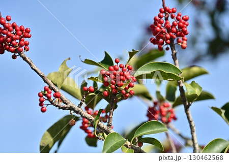 クロガネモチ（Round Leaf Holly） 130462568