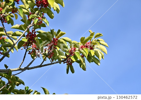 クロガネモチ（Round Leaf Holly） 130462572