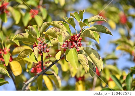 クロガネモチ(Round Leaf Holly) クロガネモチ(Round Leaf Holly) 130462573