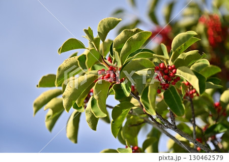 クロガネモチ（Round Leaf Holly） 130462579