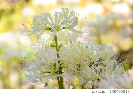安達ヶ原ふるさと村の白い曼珠沙華 130463012