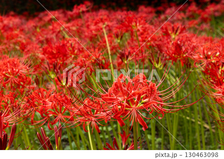 高野花見山の曼珠沙華 高野花見山の曼珠沙華 130463098