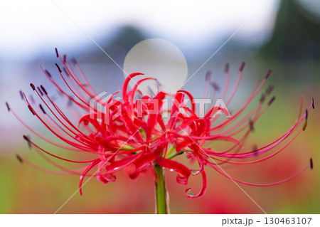 高野花見山の曼珠沙華 130463107