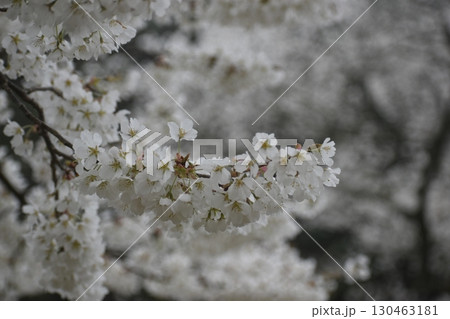 三隅大平桜　島根 130463181