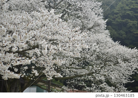 三隅大平桜　島根 130463185