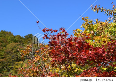 青空と紅葉 秋イメージ 130463203