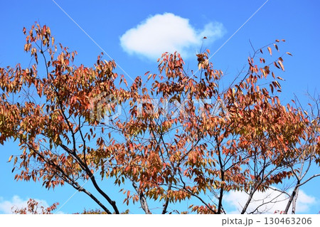 青空と紅葉 秋イメージ 130463206