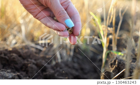 Close up to female hand of agronomist sowing seeds on plantation at sunset. Arm of adult farmer planting yellow grains in dry soil at field. Concept of agriculture and agronomy business. Slow motion 130463243