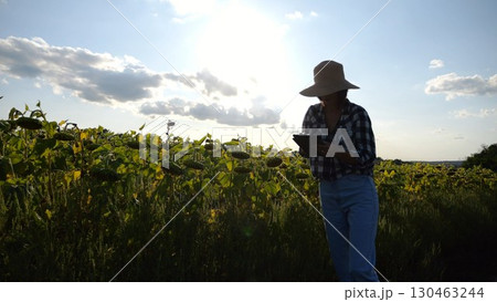 Female agronomist using digital tablet at sunflower meadow at sunny day. Adult farmer monitoring harvest at yellow flower field at sunset. Beautiful scenic landscape. Concept of agricultural business 130463244