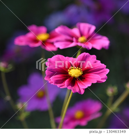 コスモス：cosmos 130463349