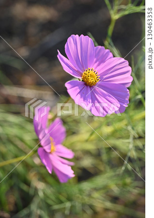 コスモス:cosmos コスモス:cosmos 130463358