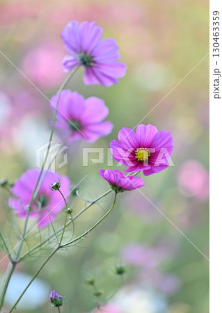 コスモス:cosmos コスモス:cosmos 130463359