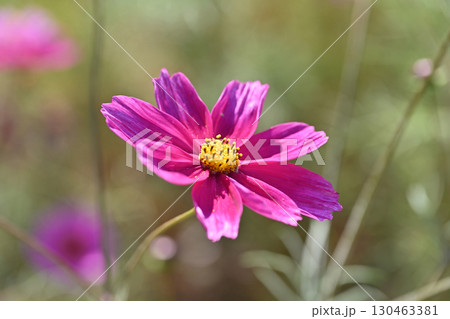 コスモス：cosmos 130463381
