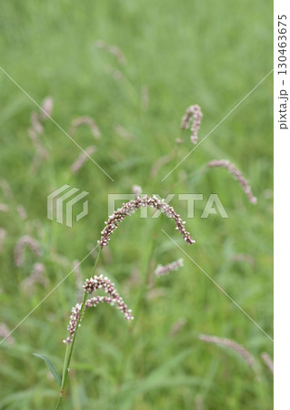 イヌタデ 130463675