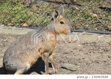 長崎 長崎バイオパーク 生き物 長崎 長崎バイオパーク 生き物 130463686