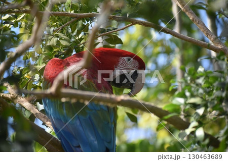 長崎 長崎バイオパーク 生き物 オウム 長崎 長崎バイオパーク 生き物 オウム 130463689