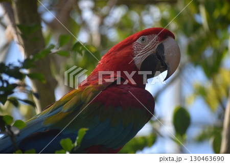 長崎 長崎バイオパーク 生き物 オウム 長崎 長崎バイオパーク 生き物 オウム 130463690