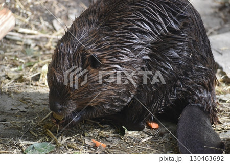 長崎 長崎バイオパーク 生き物 長崎 長崎バイオパーク 生き物 130463692