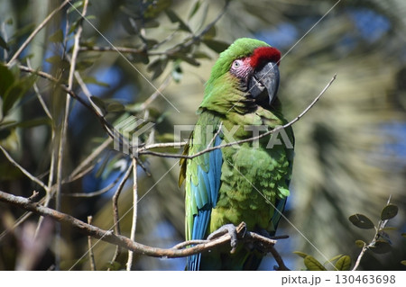 長崎 長崎バイオパーク 生き物 オウム 長崎 長崎バイオパーク 生き物 オウム 130463698