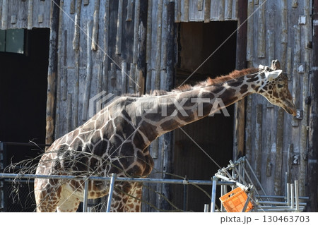 長崎　長崎バイオパーク　キリン 130463703