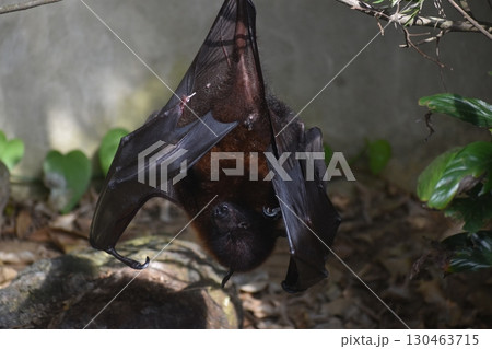 長崎　長崎バイオパーク　コウモリ 130463715