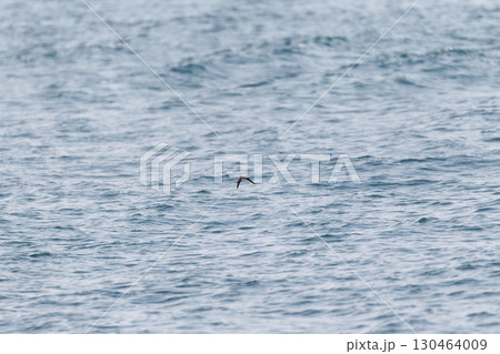 ヒメクロウミツバメ 130464009