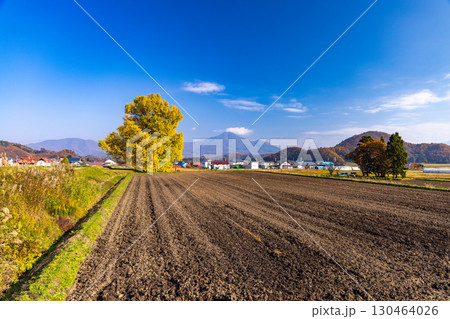 会津若松市湊町の赤井の大イチョウ 130464026