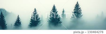 Misty forest landscape with tall evergreen trees shrouded in fog, creating serene and mysterious atmosphere. humid environment enhances tranquil scene 130464278