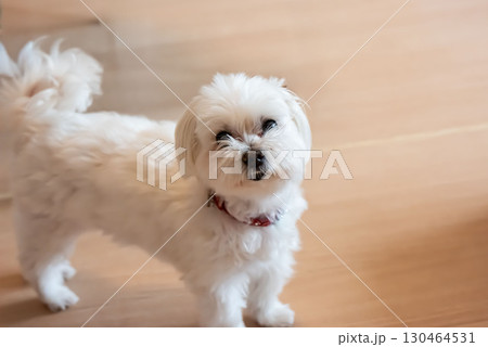 とってもおりこうさんなマルチーズ 130464531