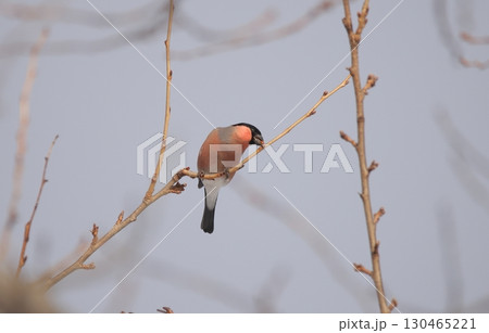 新芽をついばむアカウソ 新芽をついばむアカウソ 130465221