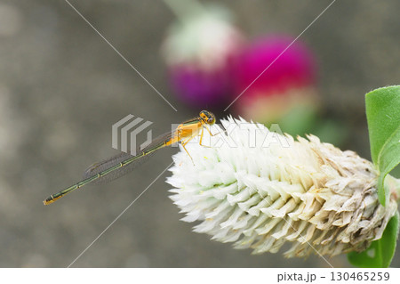 センニチコウの花に止まるアオイトトンボ(未成熟・メス) センニチコウの花に止まるアオイトトンボ(未成熟・メス) 130465259