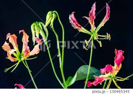 グロリオサの花 グロリオサの花 130465345