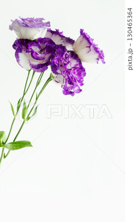 紫の生花トルコ桔梗の写真画像 縦コピースペース 白バック 春夏秋 紫の生花トルコ桔梗の写真画像 縦コピースペース 白バック 春夏秋 130465364
