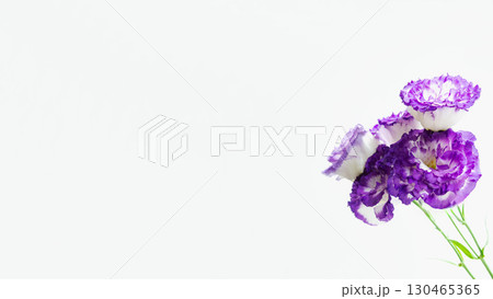 紫の生花トルコ桔梗の写真画像　コピースペース　白バック　春夏秋 130465365