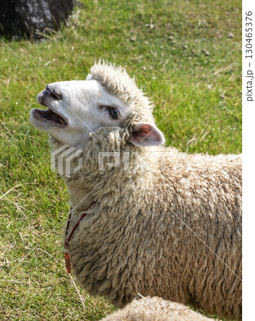 にっこり笑顔の羊 にっこり笑顔の羊 130465376